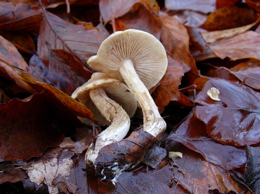 533 Dicembre vecchio ritrovamento